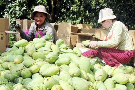 More Vietnamese fruit expects to penetrate Australian market