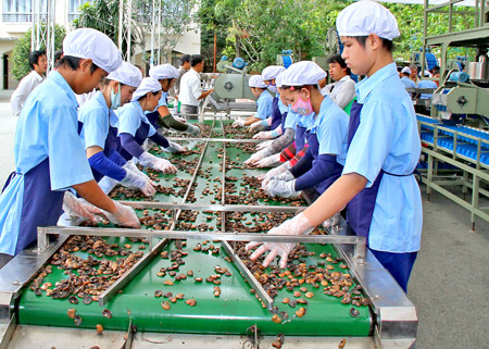 Cashew kernels export exceeds over USD1 billion