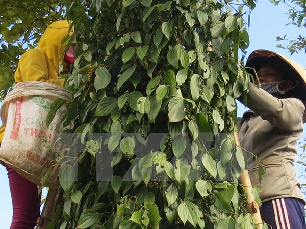 Transaction floor proposed for Vietnam pepper