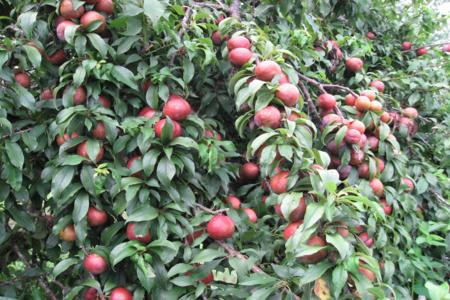 Son La to organise third annual plum festival