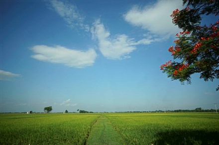 Rice harvesting season in spacious fields