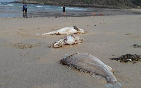 Da Nang city spends over VND2 billion assisting fishermen