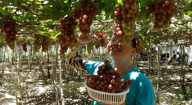 Ninh Thuan province’s vineyards