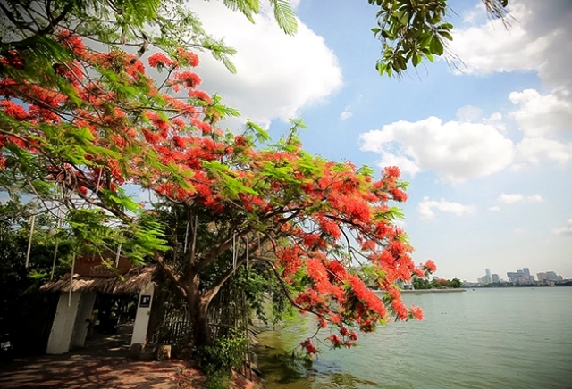 Summer’s colours
