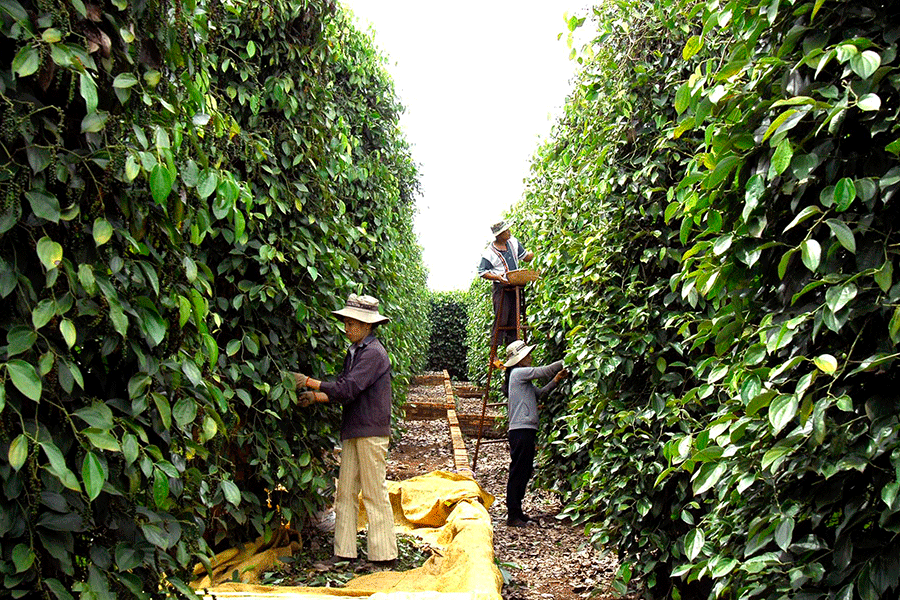 Five months Pepper export worth USD627 million
