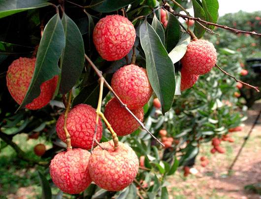 Luc Ngan litchi week to be held in Hanoi