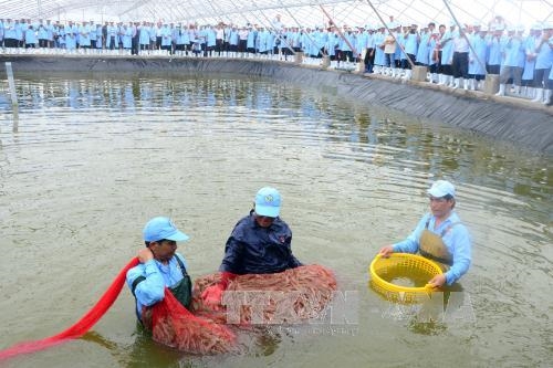 High-profit shrimp farming model grows
