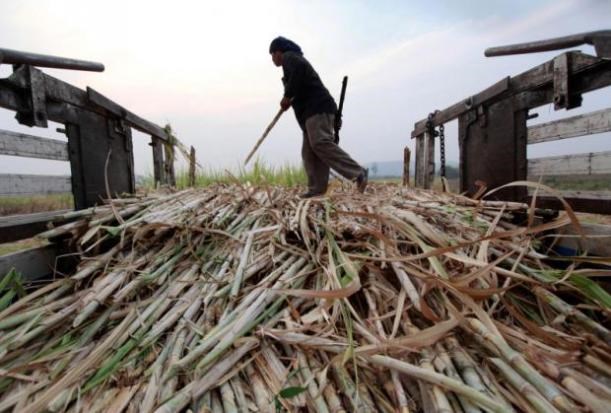 Thailand’s sugar output declines from previous crop