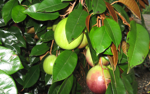 Fifth fruit from Vietnam to appear in the US