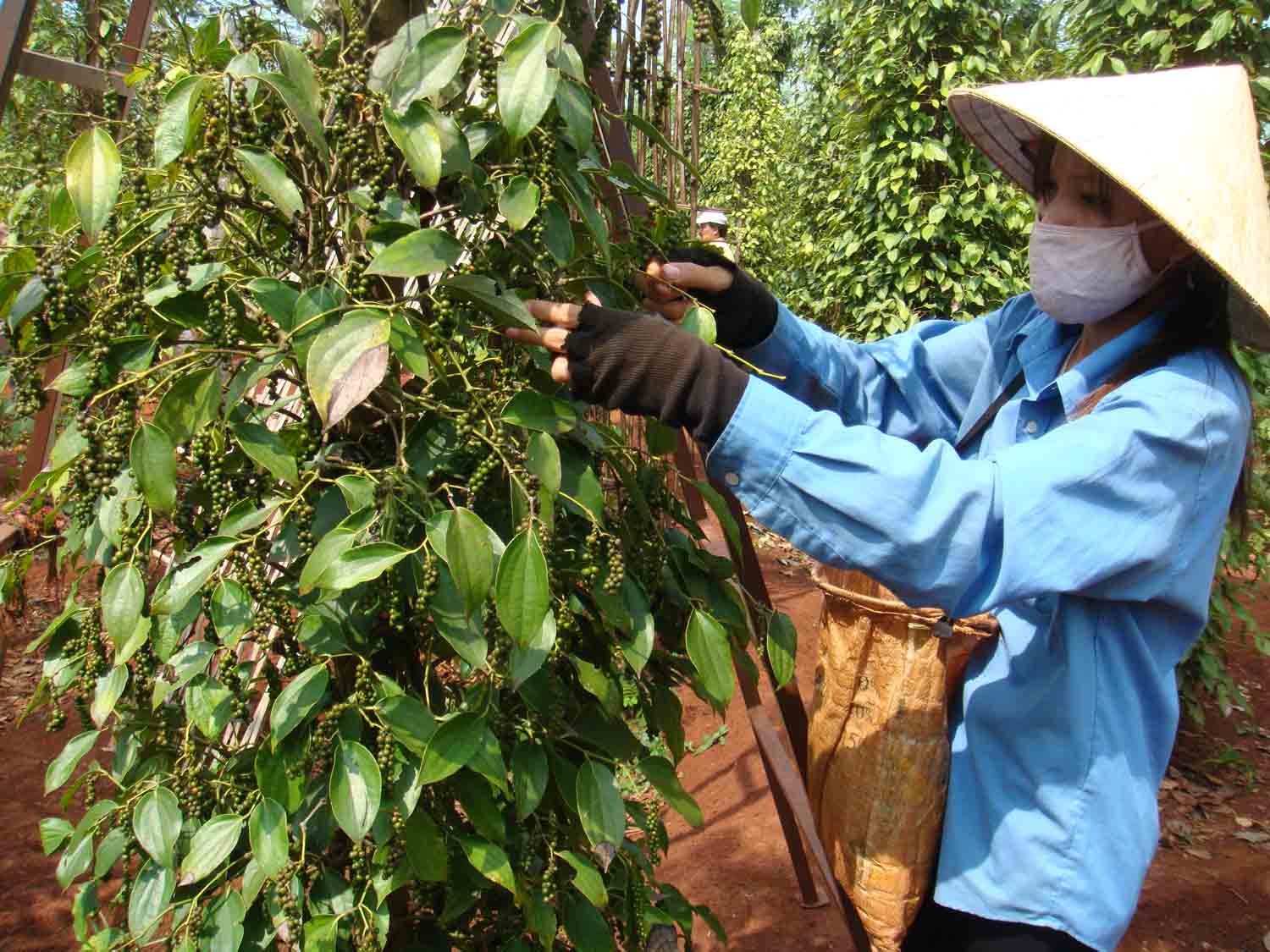 Agriculture, forestry and fishery exports bag USD17 8 billion