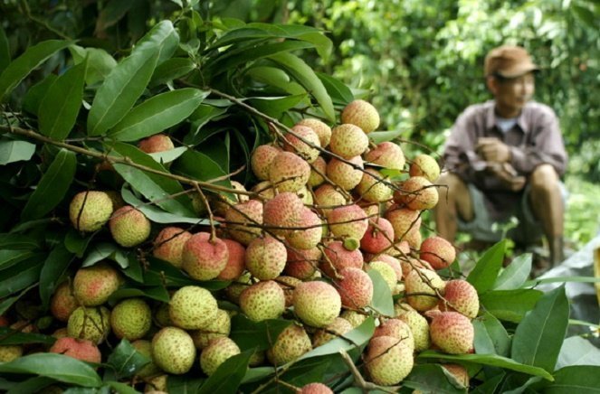 Over 10 tonnes of Vietnamese litchi appear in Australia