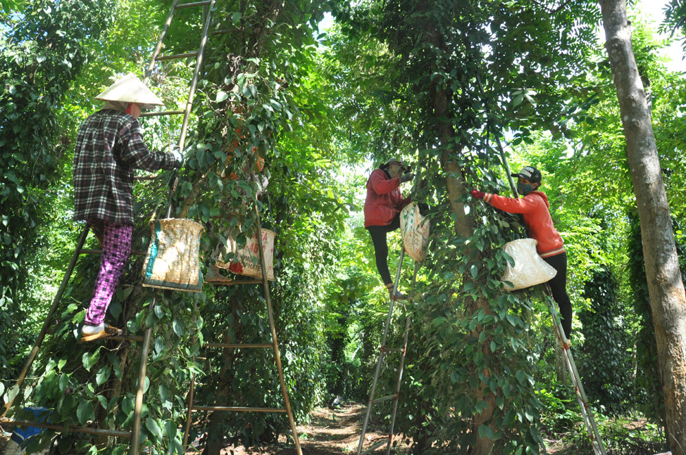 Pepper season in Phu Yen province