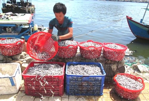 Fishermen get bumper anchovy crop