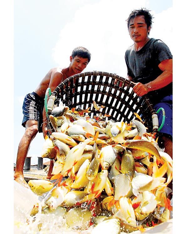 Aquaculture in An Giang province