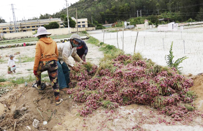“Kingdom of pink onions” in late harvest season