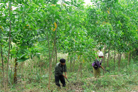 Country’s forest coverage reaches 40 84