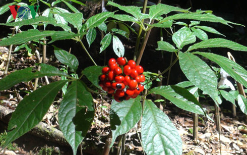 Ngoc Linh ginseng granted geographical indication protection