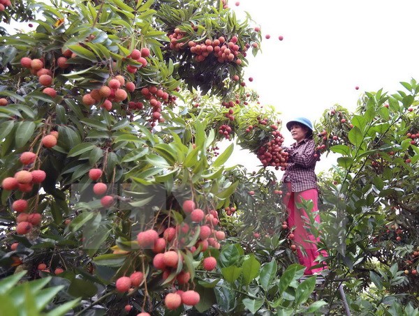 Bac Giang earns big from lychee fruit