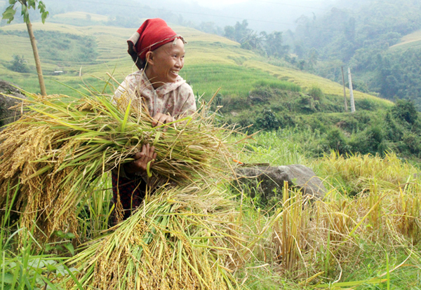 Highland rice fields ripen