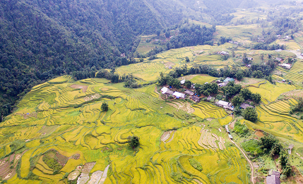 Bumper crop seen from telpher