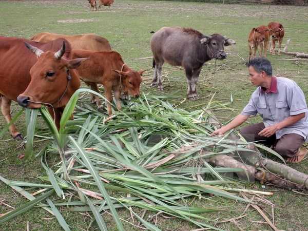 ASEAN, China cooperate in implementing SDGs