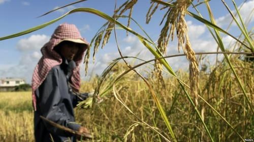 Cambodia to build more rice storehouses