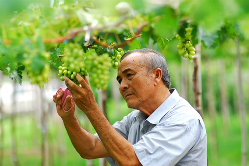 Ninh Thuan looks towards sustainable grape production
