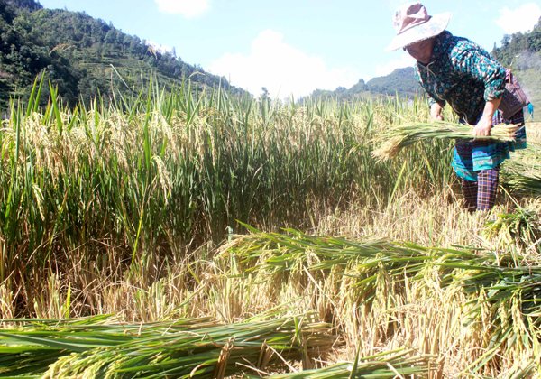 Highland rice harvesting season