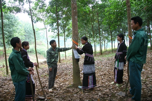 Developing rubber area in Lai Chau province