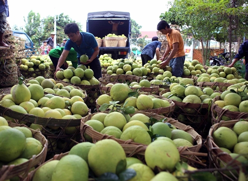 Vinh Long province re-structures agricultural production in sustainable way