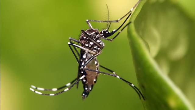 First Zika case detected in Myanmar