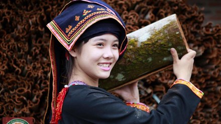 Dao ethnic girls in cinnamon tree forest