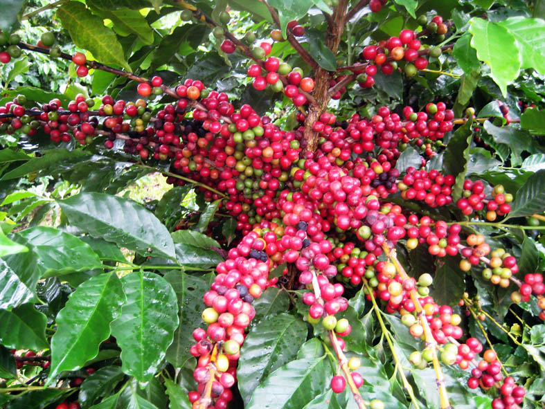 Agricultural, forestry and fishery exports hit USD26 4 billion