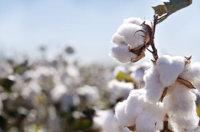 Vietnam freezes raw cotton import from Ghana