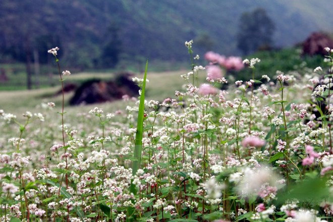 Flower festival to open in Ha Giang