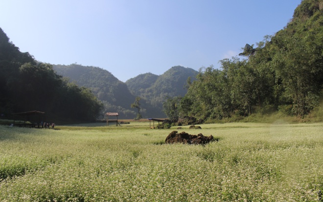 Buckwheat flowers in Lang Son province