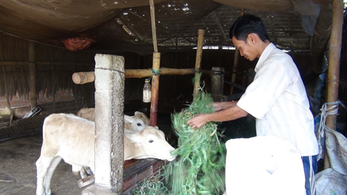 Tra Vinh province encourages household cattle husbandry