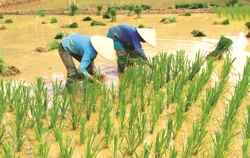 Government’s program facilitates poverty reduction in northern mountainous province