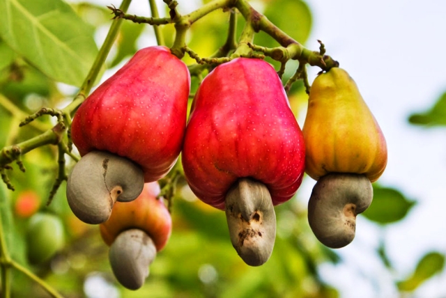 Cashew export sees growth in both volume and value