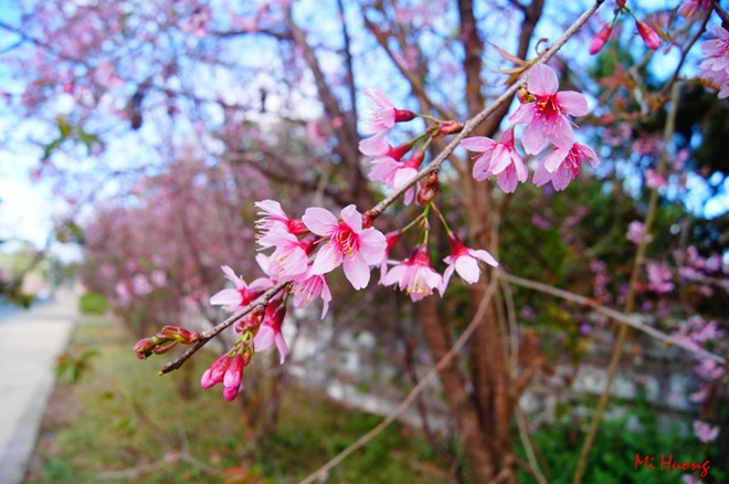Da Lat to host first Himalayan Cherry Blossom Festival