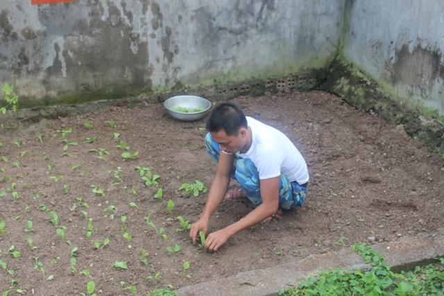 Planting vegetables in East Sea