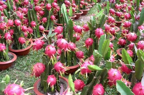Tien Giang province’s farmers earn profit from dragon fruits