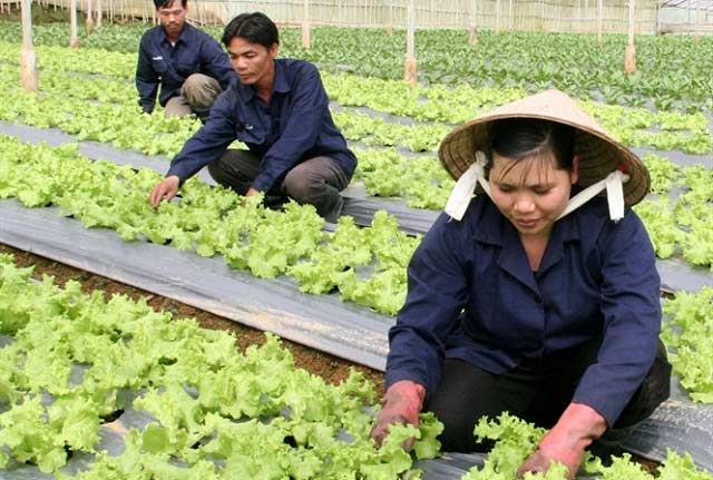 Da Lat to be leading vegetable production centre in Southeast Asia