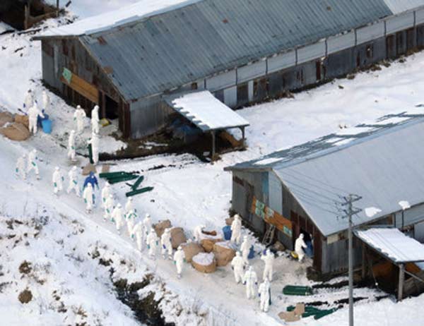 210,000 chickens culled amid spreading avian flu