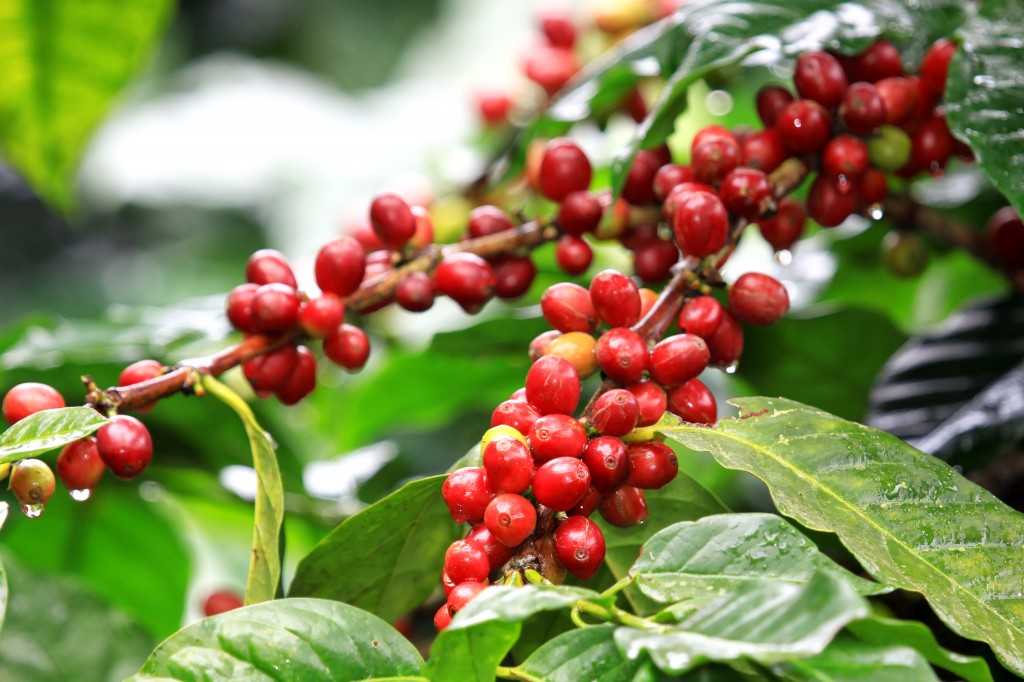 Coffee export gains growth impetus