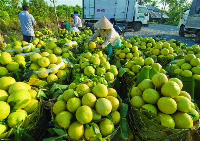 Fruit-vegetable export value surpasses USD2 1 billion