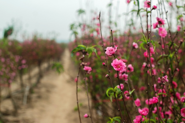 Hanoi prepares flowers for Tet