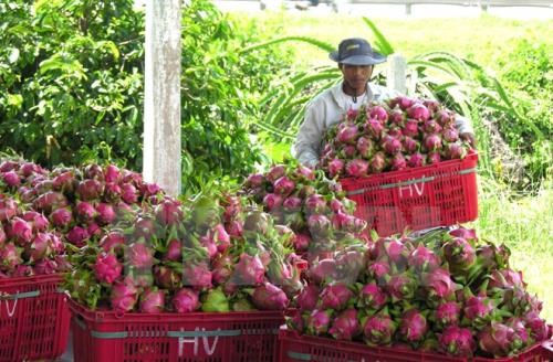 Australia approves in principle import of Vietnam’s dragon fruit