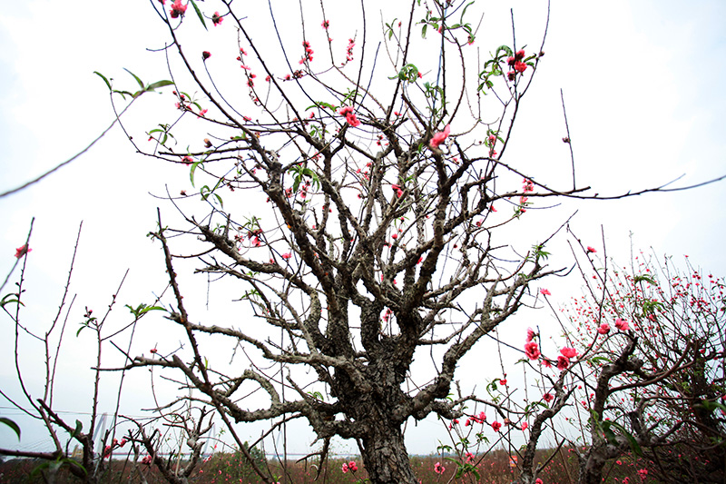 Enjoy a rare ancient peach garden in Hanoi
