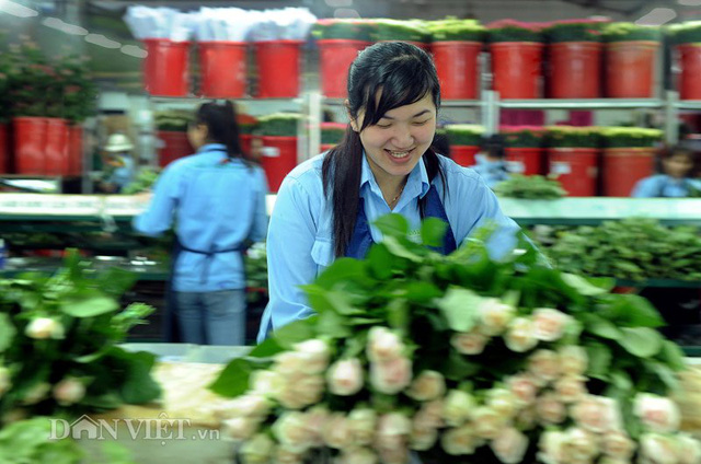 Da Lat to open Flower Collection Centre